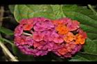 馬櫻丹-花077.JPG