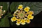 馬櫻丹-花082.JPG