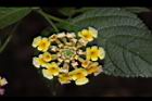 馬櫻丹-花086.JPG