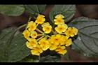 馬櫻丹-花089.JPG