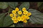 馬櫻丹-花094.JPG