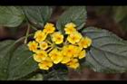馬櫻丹-花095.JPG