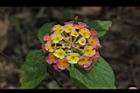馬櫻丹-花098.JPG