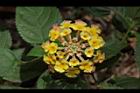 馬櫻丹-花108.JPG