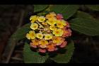 馬櫻丹-花121.JPG