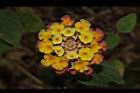 馬櫻丹-花122.JPG
