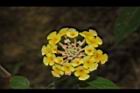 馬櫻丹-花127.JPG