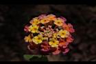 馬櫻丹-花132.JPG
