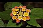 馬櫻丹-花134.JPG