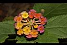 馬櫻丹-花135.JPG