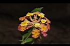 馬櫻丹-花137.JPG