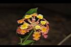 馬櫻丹-花139.JPG