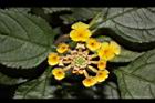 馬櫻丹-花140.JPG