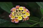 馬櫻丹-花143.JPG
