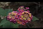 馬櫻丹-花167.JPG