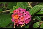 馬櫻丹-花176.JPG