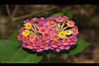 馬櫻丹-花182.JPG