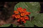 馬櫻丹-花189.JPG