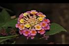 馬櫻丹-花193.JPG