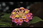 馬櫻丹-花196.JPG