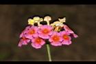 馬櫻丹-花197.JPG