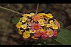 馬櫻丹-花199.JPG