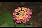 馬櫻丹-花204.JPG