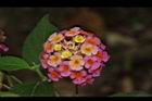 馬櫻丹-花209.JPG