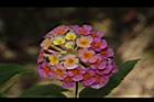 馬櫻丹-花219.JPG