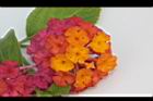 馬櫻丹-花222.JPG