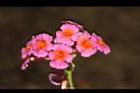馬櫻丹-花223.JPG