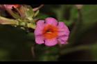 馬櫻丹-花231.JPG