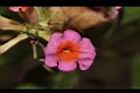 馬櫻丹-花232.JPG