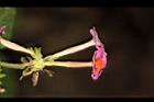 馬櫻丹-花239.JPG