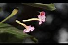 馬櫻丹-花241.JPG