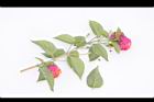 馬櫻丹-花枝06.JPG