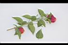 馬櫻丹-花枝09.JPG