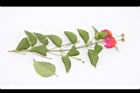馬櫻丹-花枝11.JPG