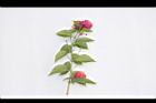 馬櫻丹-花枝27.JPG