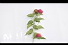 馬櫻丹-花枝28.JPG