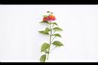 馬櫻丹-花枝30.JPG
