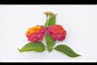馬櫻丹-花枝51.JPG