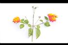 馬櫻丹-花枝61.JPG