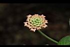 馬櫻丹-花苞10.JPG