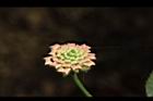 馬櫻丹-花苞11.JPG
