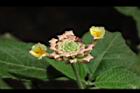 馬櫻丹-花苞24.JPG