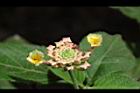 馬櫻丹-花苞25.JPG
