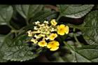 馬櫻丹-花苞31.JPG