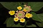 馬櫻丹-花苞35.JPG