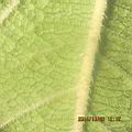 馬櫻丹-葉毛00.JPG